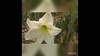 Lilium candidum, the Madonna lily is a plant in the true Lily family.