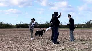 20241103【北海道犬協会】新潟支部展覧会 壮犬牡組