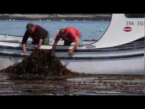 Nih Praktikum Rumput Maritim (Seaweed)