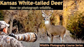 Photographing White-tailed Deer in Kansas - Wild Photo Adventures