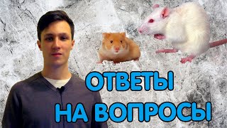 Кого взять - крысу мальчика или девочку? Где купить? Кормление хомяков