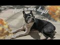 シニア犬15歳 朝食後のまったり時間と愛しい後頭部【boston terrier lulu】