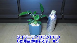 【ダイソーのフィロデンドロン観察＃5】《購入から6か月現在の成長》＃観葉植物　＃フィロデンドロン　＃ダイソー　＃100均観葉植物　＃家庭菜園　＃園芸　＃ガーデニング