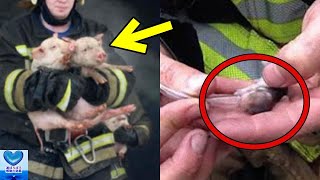 Animals rescued from the fire scene