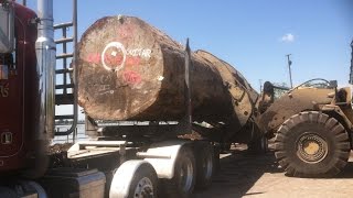 One log load on Peterbilt log truck featured in the movie The unforgivable with Sandra Bullock.