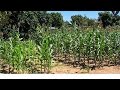 Zimbabwe: Drought-hit farmers improve agriculture through science