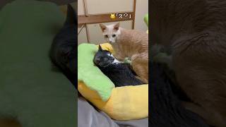 〚フミフミ事件🐱🐾〛⁡今日はにゃん太郎さんが踏まれた(笑) #catsoftiktok #tiktok猫部 #猫のいる暮らし #cat #かわいい猫