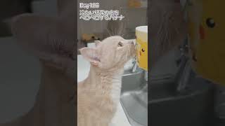 結露の水をペロペロするバナナ #shorts #猫 #子猫 【マンチカン×サイベリアン】