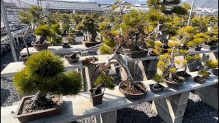 高松盆栽の郷に行ってきました！ 【冬Part 2】 【盆栽#7】 I went to Takamatsu Bonsai no Sato. winter Part 2