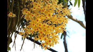 เหลืองจันทบูรณ์บานDendrobium friedericksianum Rchb f,เหลืองจันทน์บนต้นมะม่วง,ติดต่อ 0964696359