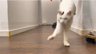 Cat's Leisurely Life🐱｜cats playing with toy| A kitten enjoying life｜Siamese cat and his little buddy