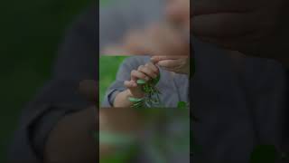 木姜子，讓人上頭的香味03#传统文化 #非物质文化遗产 #一见爱上传统文化 #shorts