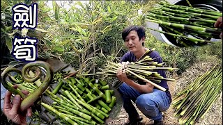 瑀爸野味-採劍筍-Arrow bamboo shoots /瑀爸YingziJin_110#116