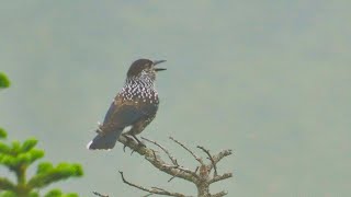 上信越高原を散策（7月） 霧の中、ホシガラスに会えた！