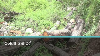 चक्रपथ बनाउने नाममा डडेल्धुरामा धमाधम वन फडानी