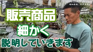 本日販売商品を細かく説明します　観葉植物　オススメの商品たくさんあります　植物家族【おうちでガーデニング】開花園チャンネル