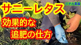 【サニーレタス】夏野菜の追肥とは、ここが違う！秋冬野菜の追肥の方法