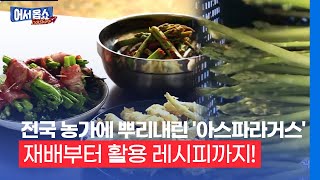 [어서옵쇼] 전국 농가에 뿌리내린 '아스파라거스'…재배부터 활용 레시피까지!