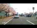 弘前市　国道7号線の桜並木 2014y