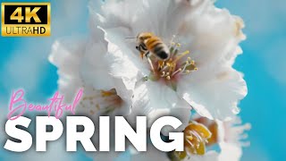 Beautiful Spring in 4K