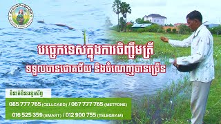 យល់ដឹងពីបច្ចេកទេសចិញ្ចឹមត្រី