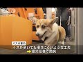 “犬の日”ペットツーリズムが広がり…一緒に散歩や撮影 2023年11月1日