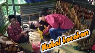 mubal kacokan‼️ incling karya muda budaya live sejagir Somorejo Bagelen Purworejo