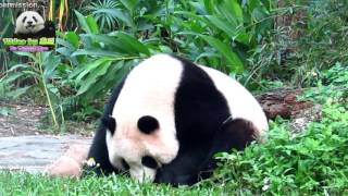 20151108圓仔與法國麵包的愛恨糾葛 The Giant Panda Yuan Zai