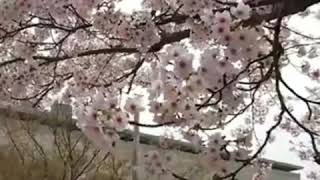 桜 新潟白山神社