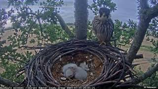 Dorset Hobby Falcons: Dad pays longer visit than usual to his week-old chicks 🐥🐥 2023 Jul 11