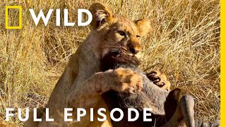 Wildlife Wars: Nature's Most Epic Brawls ( Episode) | Animal Fight Night