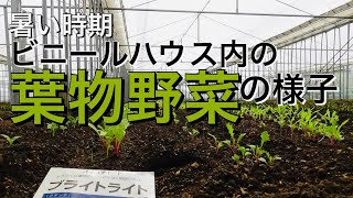 【ほうれん草 小松菜 水菜】暑い時期のビニールハウス内の葉物野菜の様子