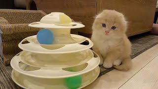 大きくなっても甘える子猫たちが可愛すぎるｗ【スコティッシュフォールド】