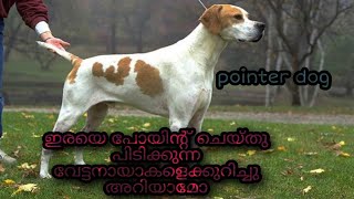 നിങ്ങൾ പോയ്ന്റർ നായയെ കണ്ടിട്ടുണ്ടോ?you know the pointer dog? palakkadan pets.