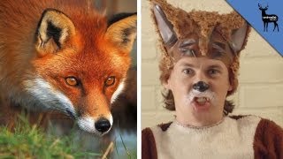 What The Fox ACTUALLY Says!
