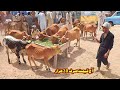 Today Malumor Mandi | Sehiwal Heifers | Jersey Little Cow Babies | Pk Janwar 2023