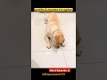 சும்மா விட முடியுமா doglovers trending shortsfeed comedy