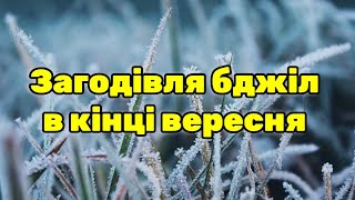 Правила пізньої загодівлі бджіл