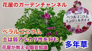 【ペラルゴニウム】花屋が教える園芸知識！ペラルゴニウム