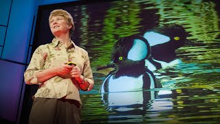 Biomimicry in action | Janine Benyus