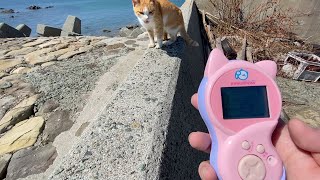 話しかけてきた猫の言葉をニャウリンガル（猫語翻訳機）で翻訳した結果。。