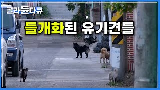 무리 지어 생활하며 집단행동으로 사냥하는 들개화된 유기견들ㅣ1년 동안 길거리를 누비는 떠돌이 개를 구조하는 유기 동물 구조팀ㅣ유기 동물 구조팀 구조 현장ㅣ극한직업ㅣ#골라듄다큐