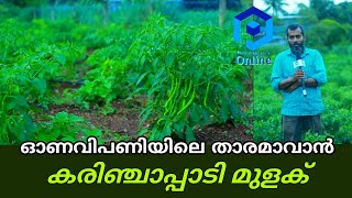 ഓണവിപണിയിലെ താരമാവാൻ കരിഞ്ചാപ്പാടി മുളക്.