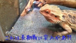 閲覧注意！ゴキブリでます。フトアゴヒゲトカゲの食事。 View attention dubia comes out. Meal of central bearded dragon