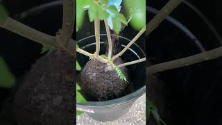 How to Repot a fully grown curry leaf plant