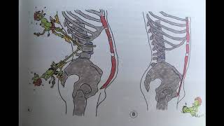 Selkakipu   asennon anatomia ja sen korjaaminen