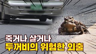 밟히면 죽는다! 두꺼비는 왜 굳이 찻길을 건너야 했을까?