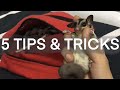 5 Tips and tricks || Cara saya jinakkan sugar glider || Bonding time