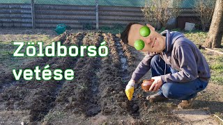 ZÖLDBORSÓ VETÉSE KONYHAKERTBEN - Kerti vblog #2