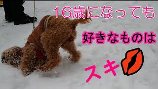 NO.139【トイプードル】【高齢犬】【16歳2ヶ月】何歳になっても好きなものは好きと言うと事実